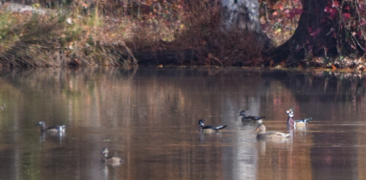 מנדרין אמריקני - ML645123520