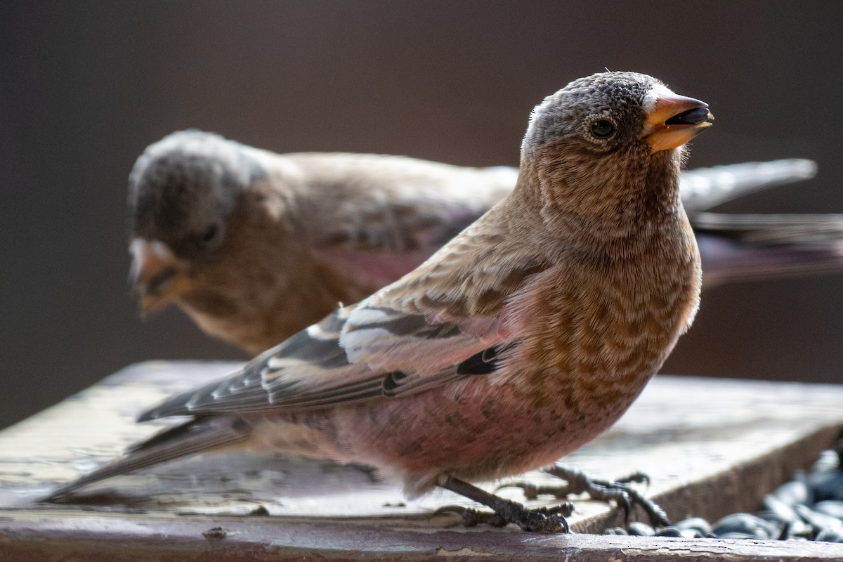 Brown-capped Rosy-Finch - ML645123521