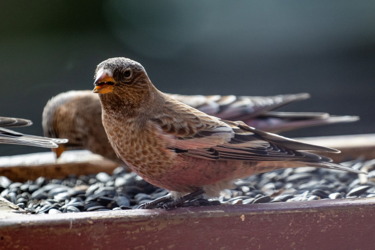 Brown-capped Rosy-Finch - ML645123522