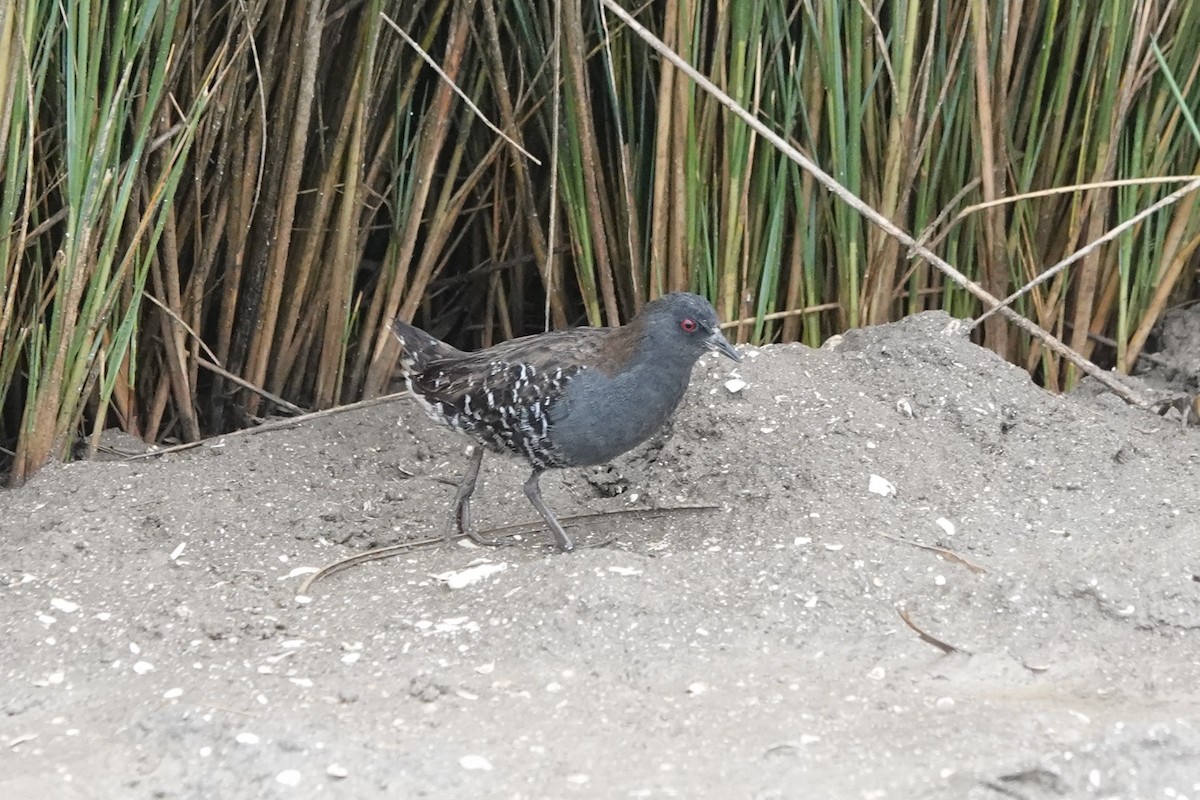 Dot-winged Crake - ML645123523