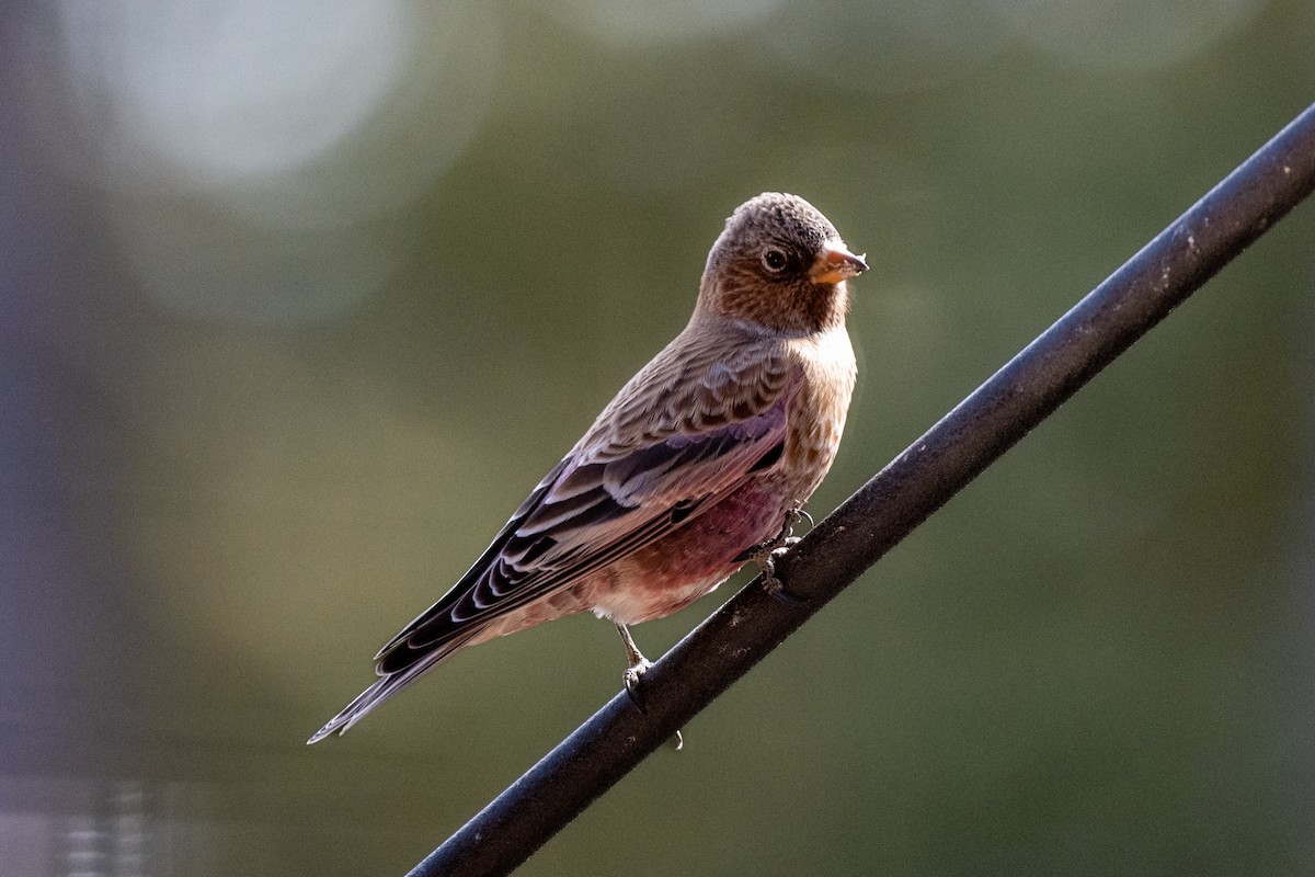 Brown-capped Rosy-Finch - ML645123524