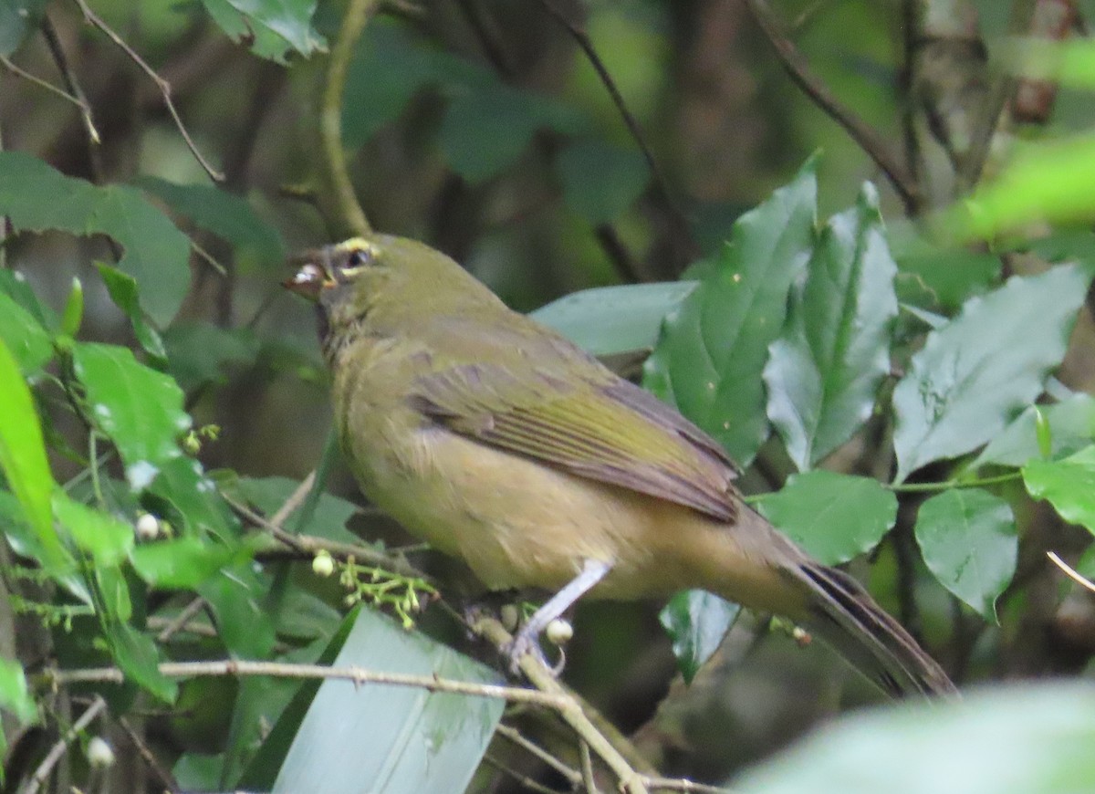 Olive-gray Saltator - ML645123525