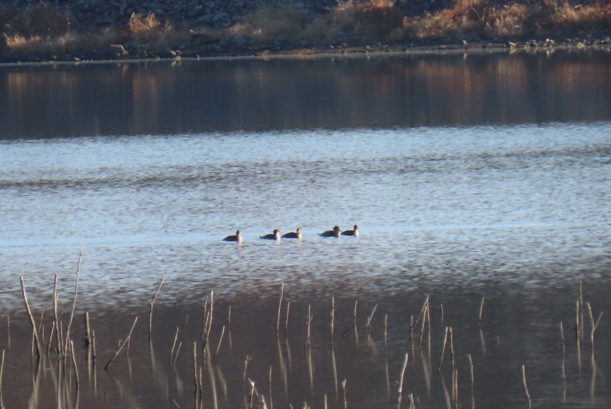 מרגון בינוני - ML645123527