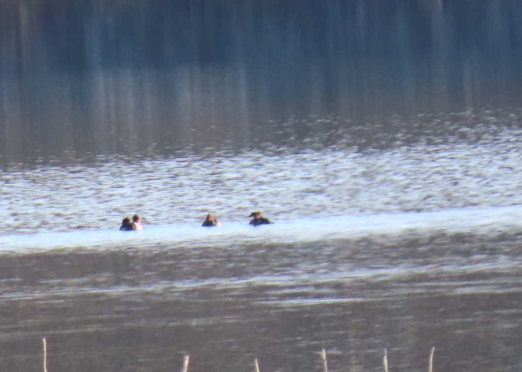 מרגון בינוני - ML645123528