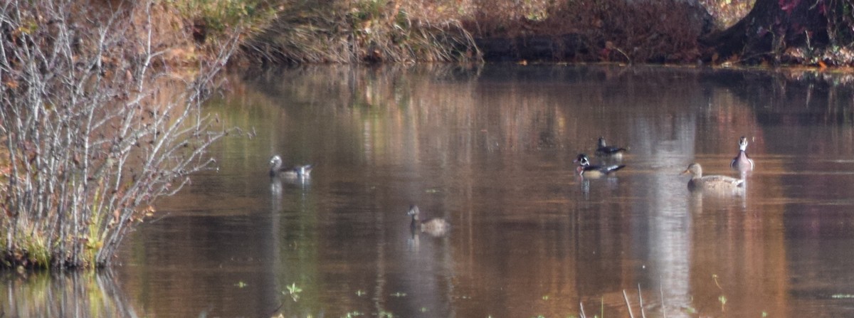 מנדרין אמריקני - ML645123529