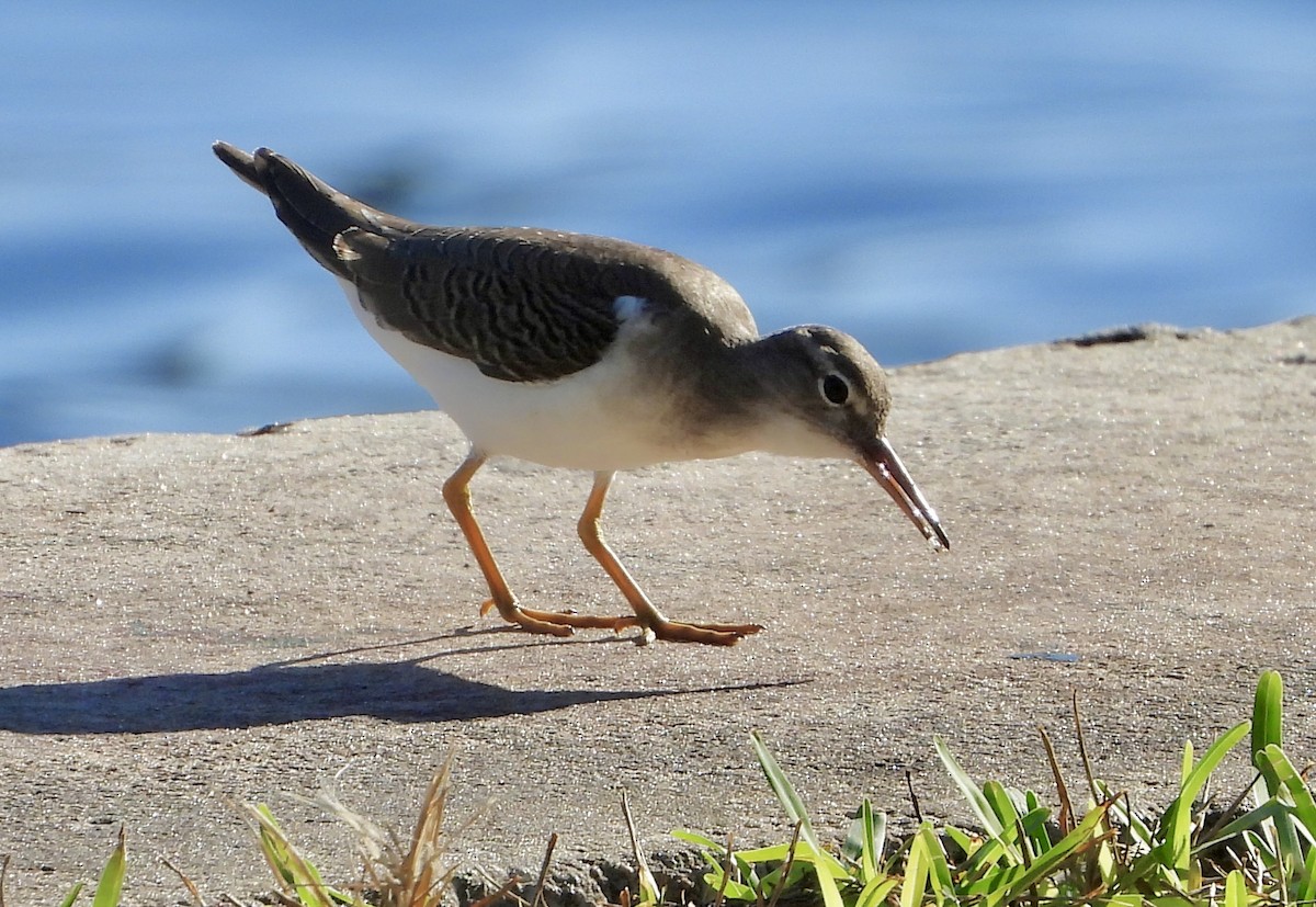 ביצנית נקודה - ML645123531