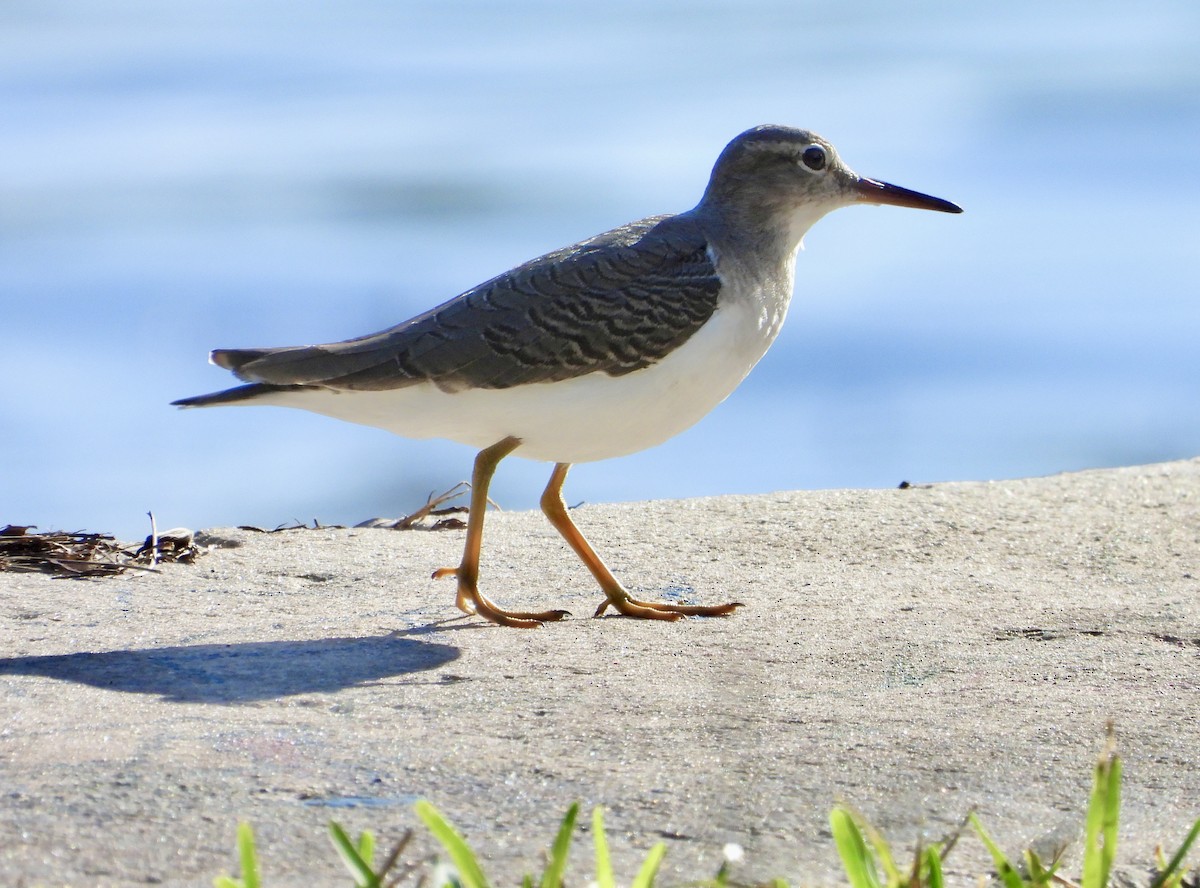 ביצנית נקודה - ML645123532