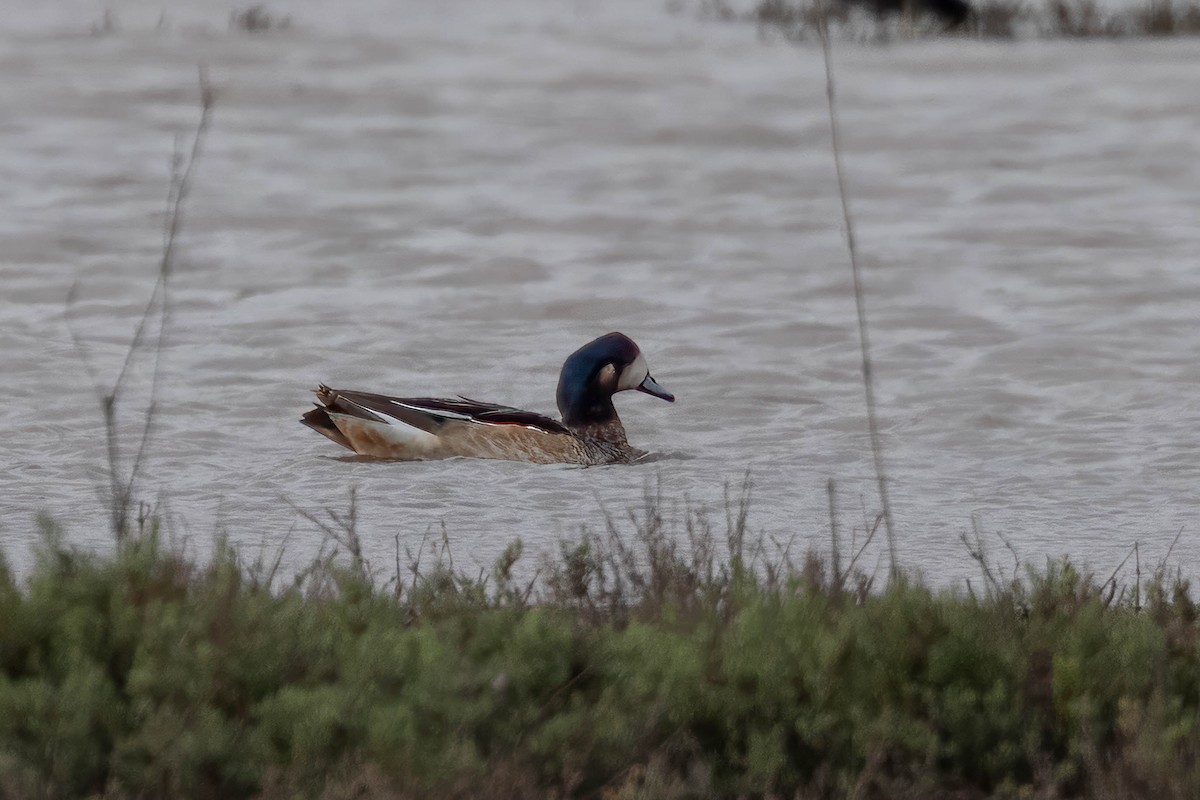 Chiloe Wigeon - ML645123533