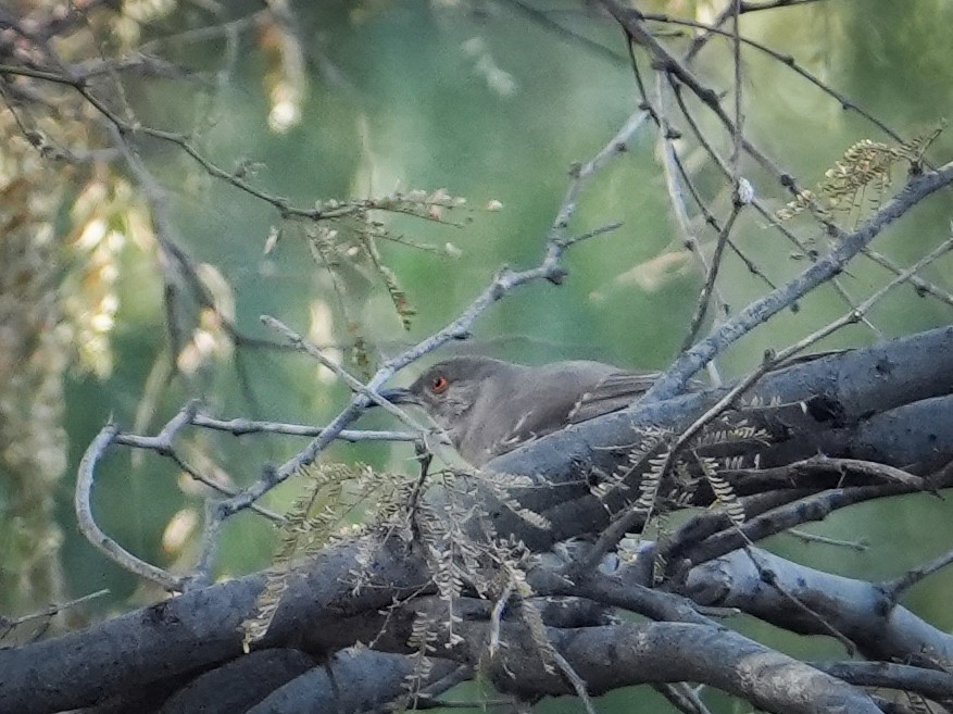 Curve-billed Thrasher - ML645123534