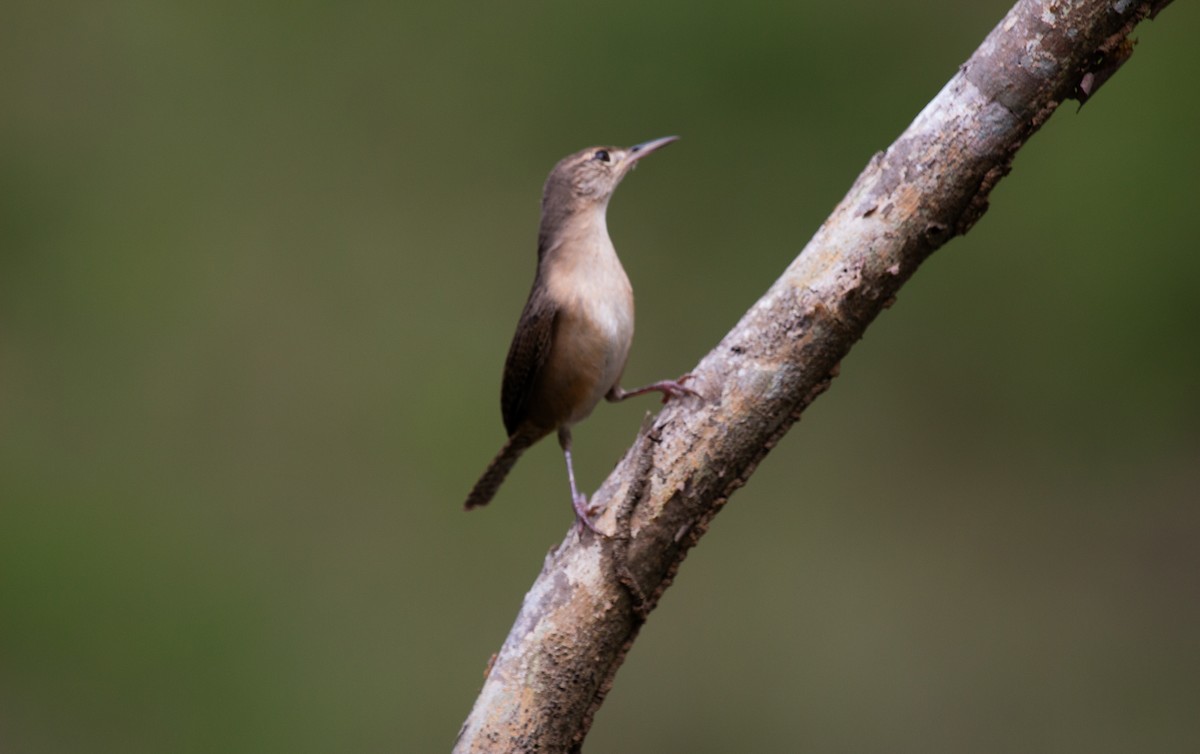 Southern House Wren - ML645123535