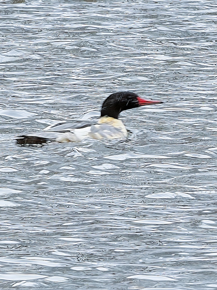 מרגון גדול - ML645123536