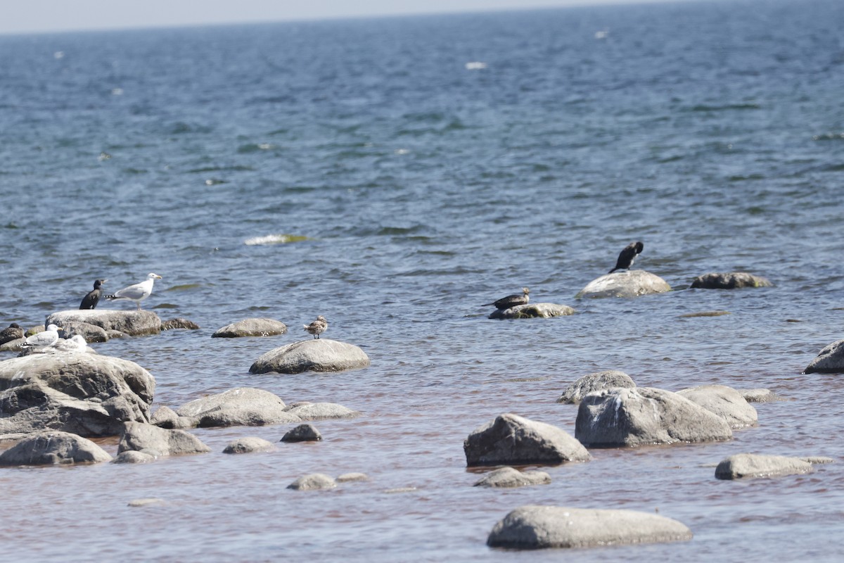 ברווז קרח - ML645123537