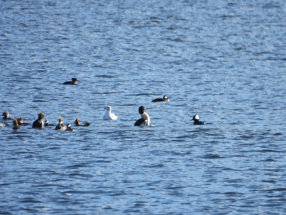 מרגון גדול - ML645123538