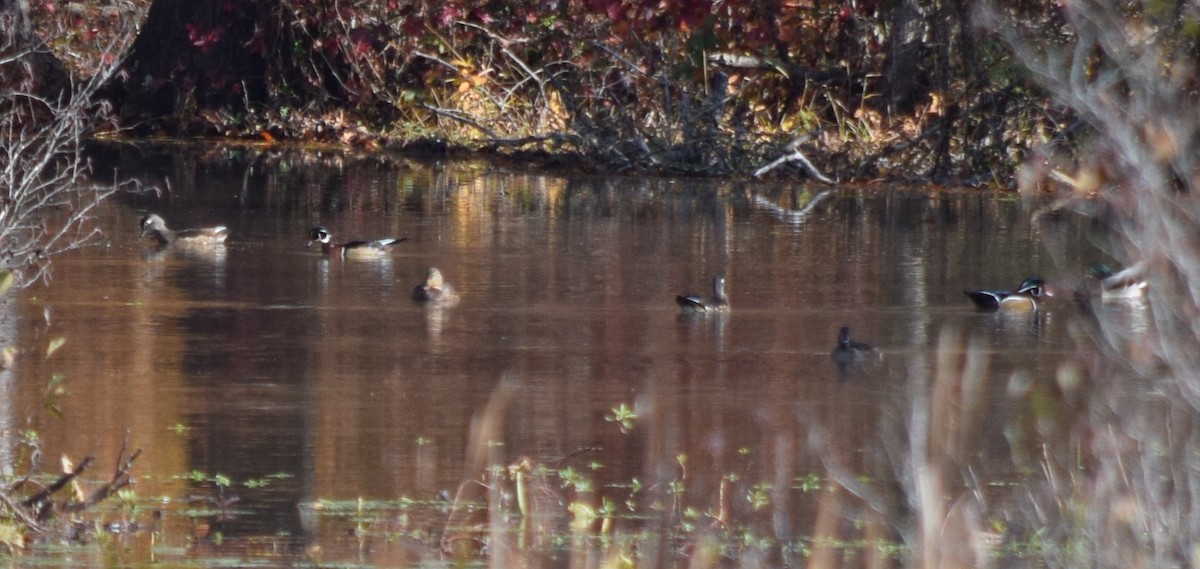 מנדרין אמריקני - ML645123540