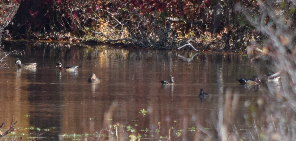 מנדרין אמריקני - ML645123541