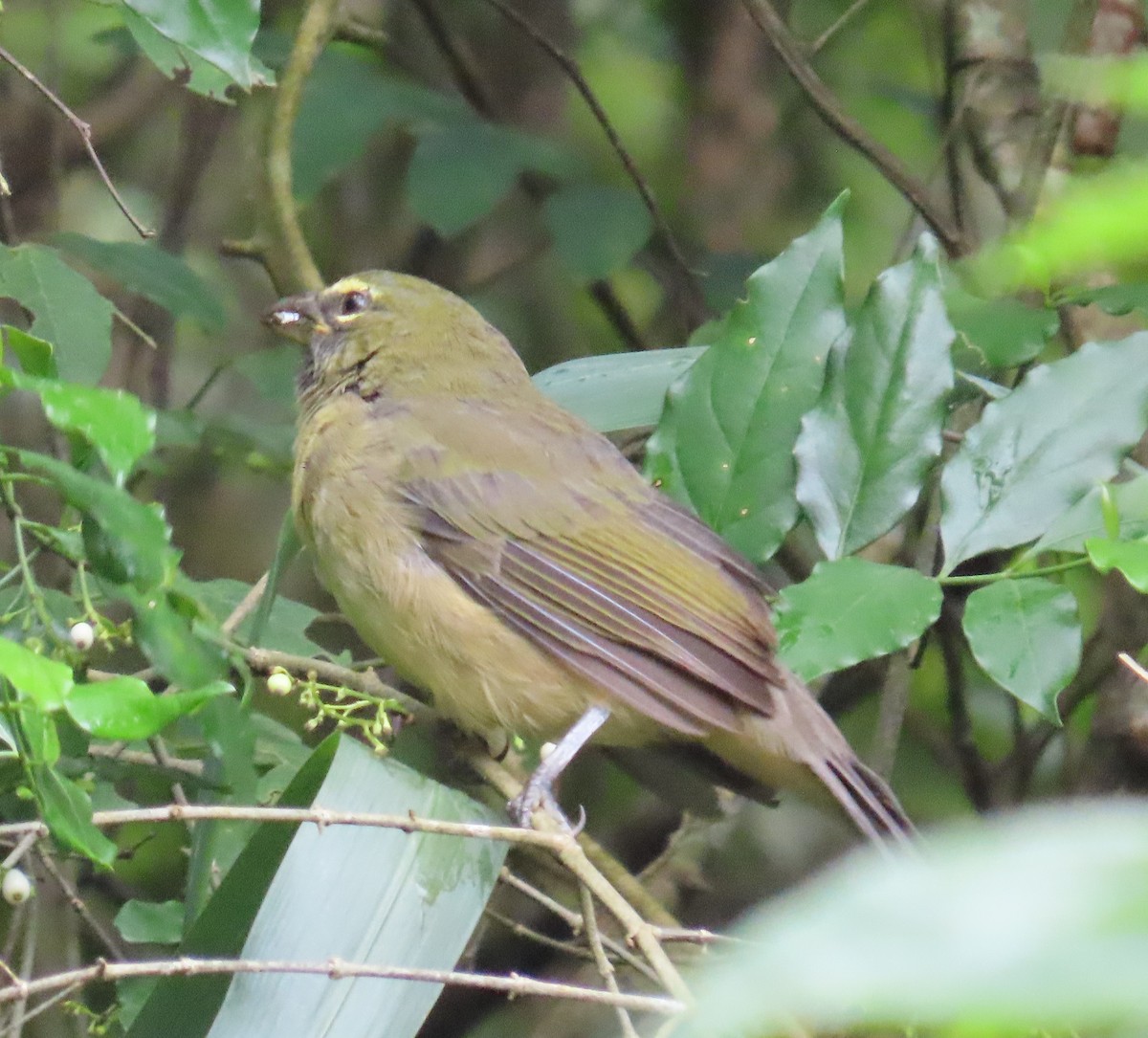 Olive-gray Saltator - ML645123542