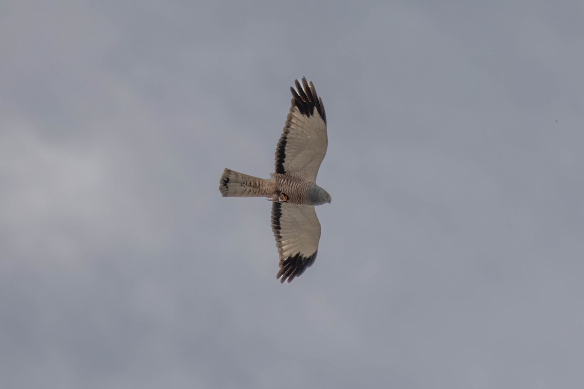 Cinereous Harrier - ML645123543