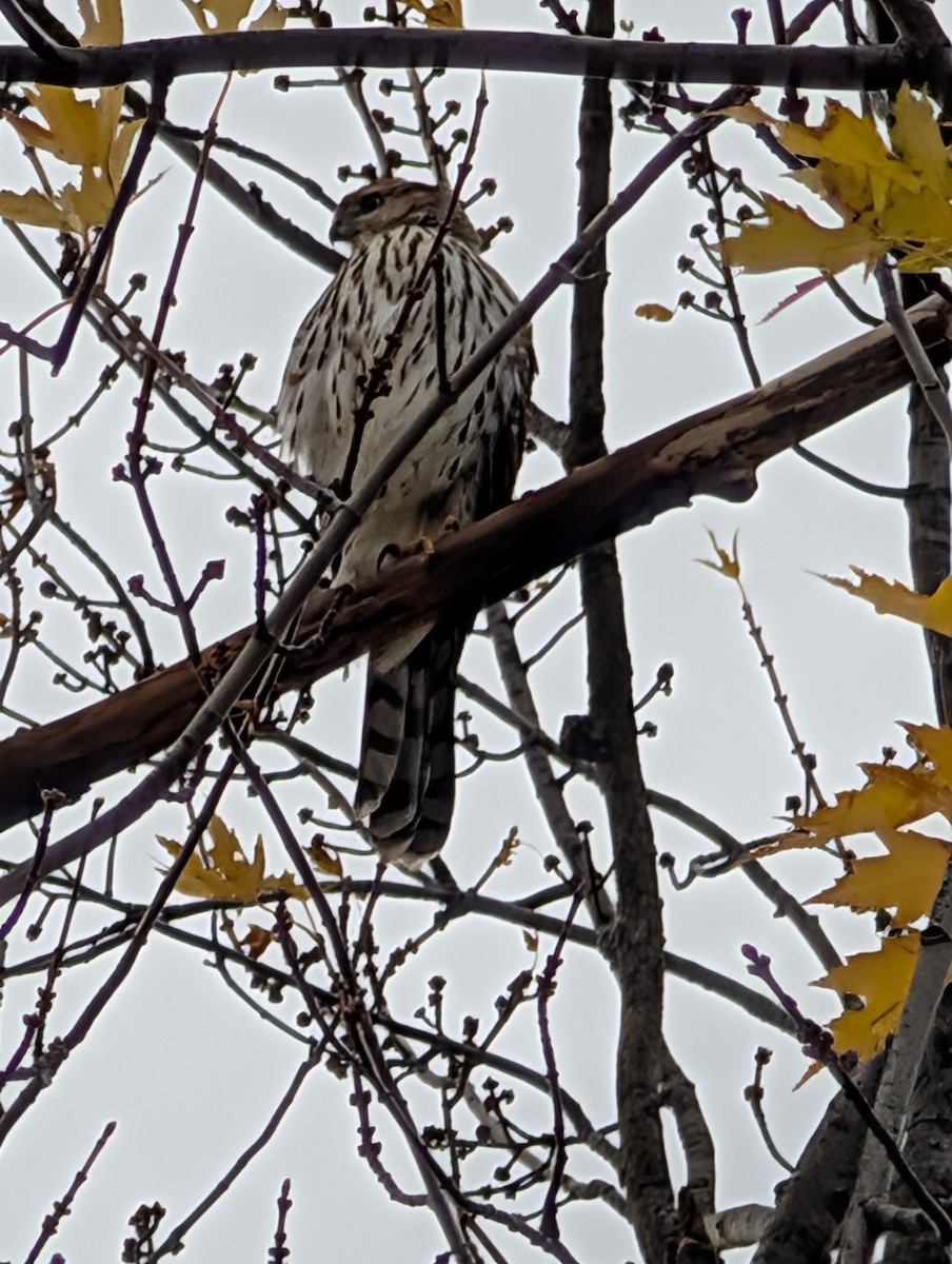 Cooper's Hawk - ML645123547