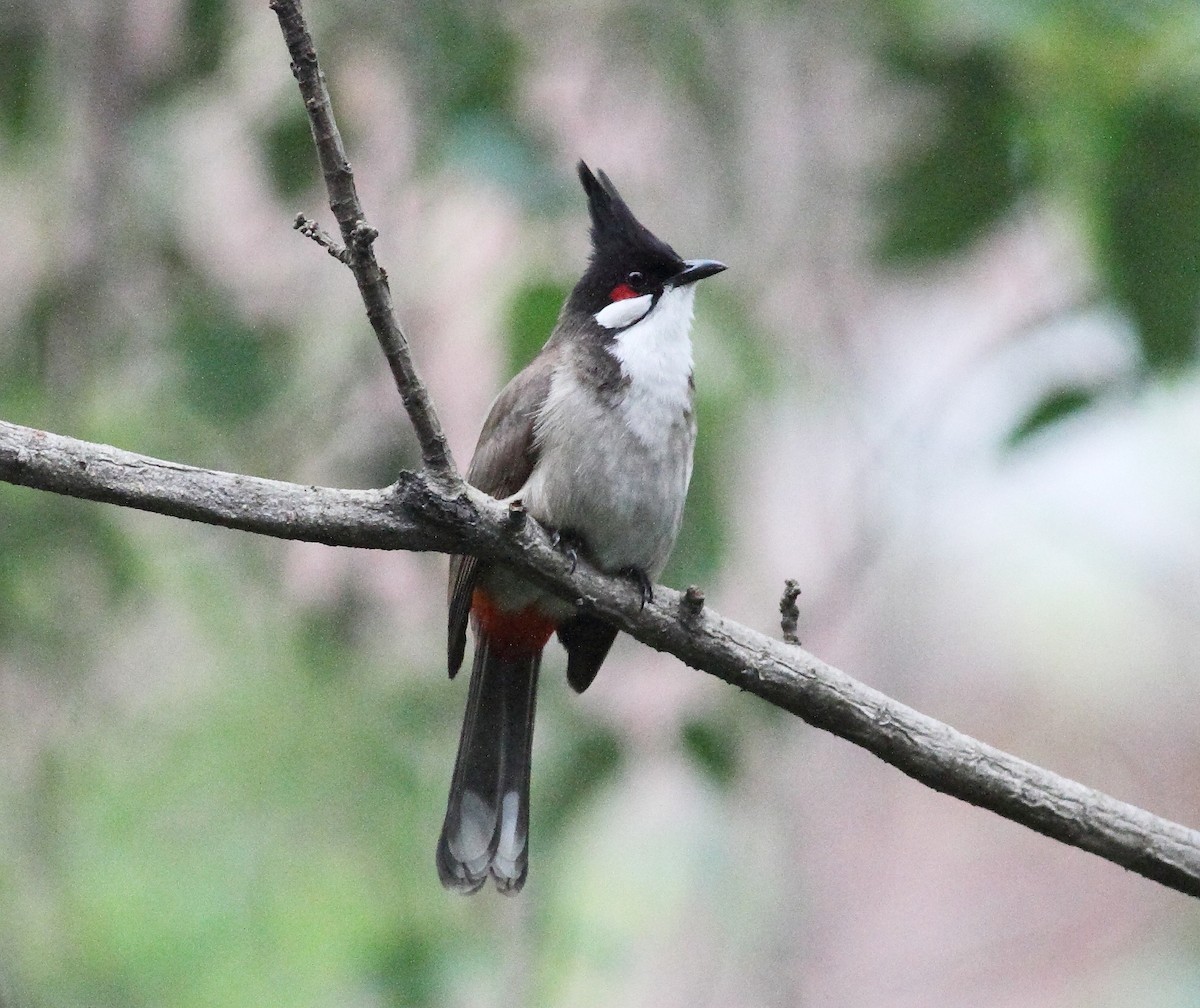 bulbul červenouchý - ML645123561