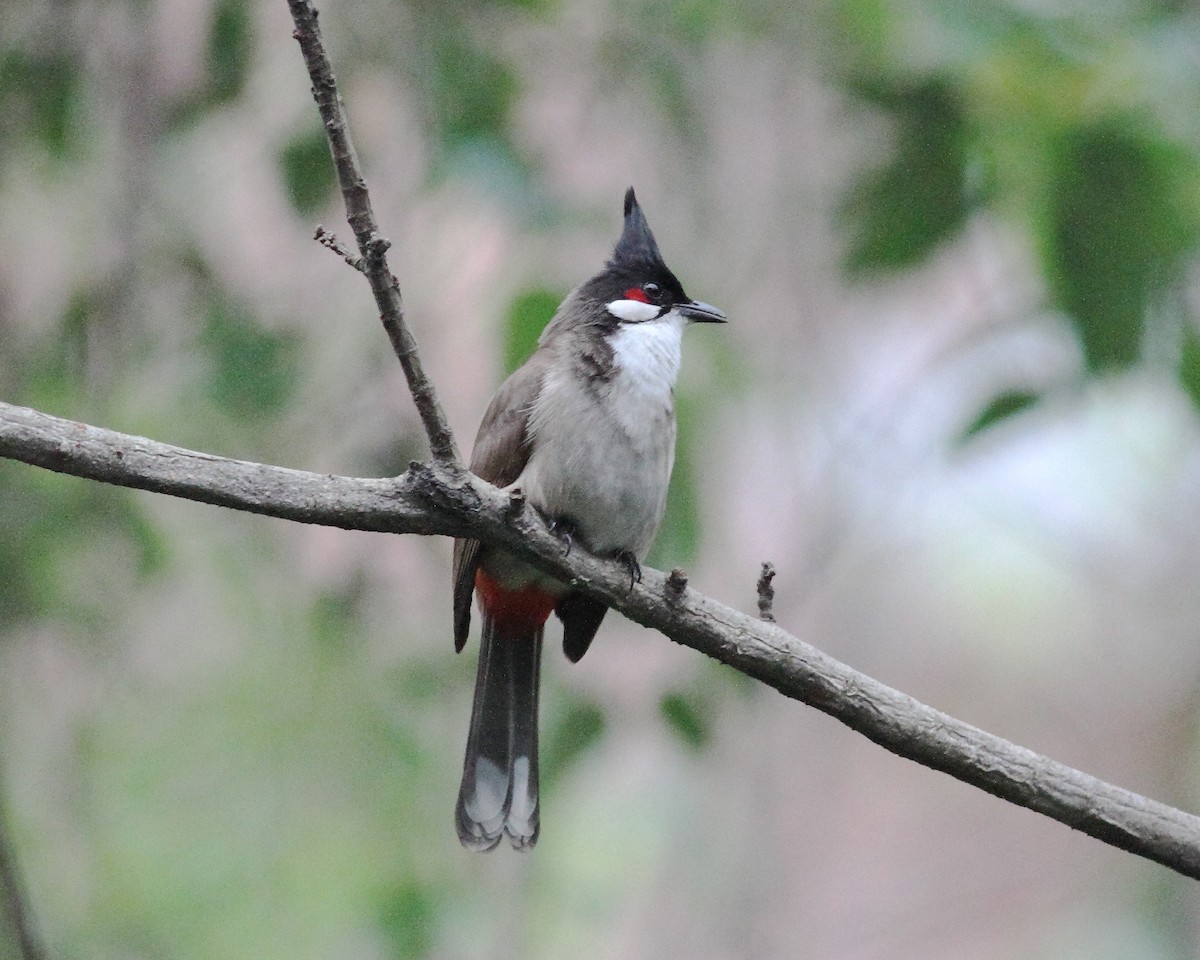 bulbul červenouchý - ML645123562