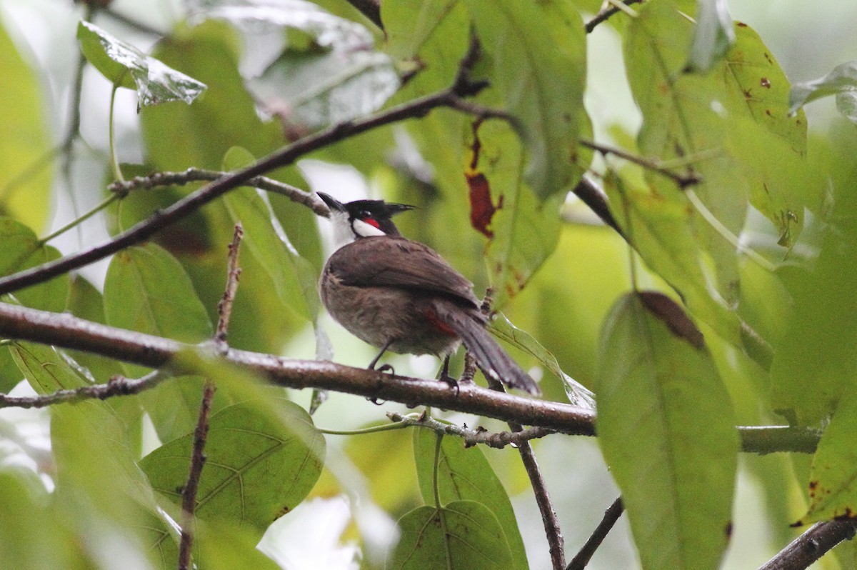 bulbul červenouchý - ML645123563