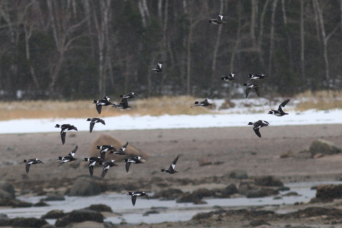 キタホオジロガモ - ML645123571