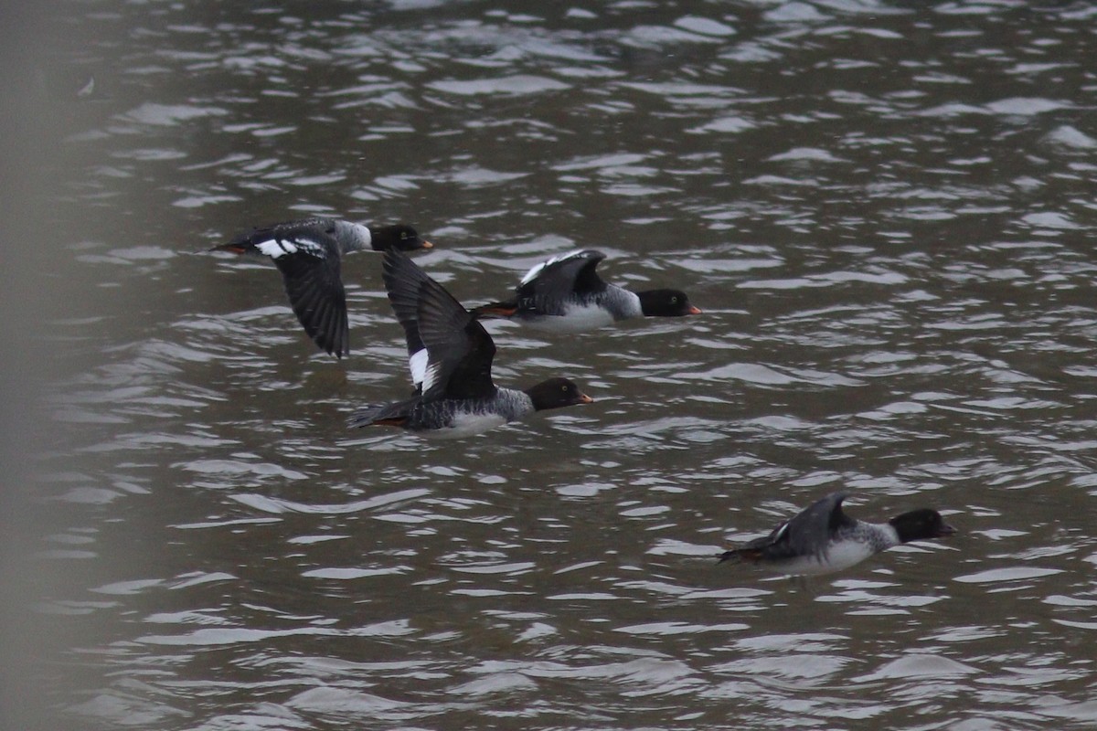 キタホオジロガモ - ML645123573