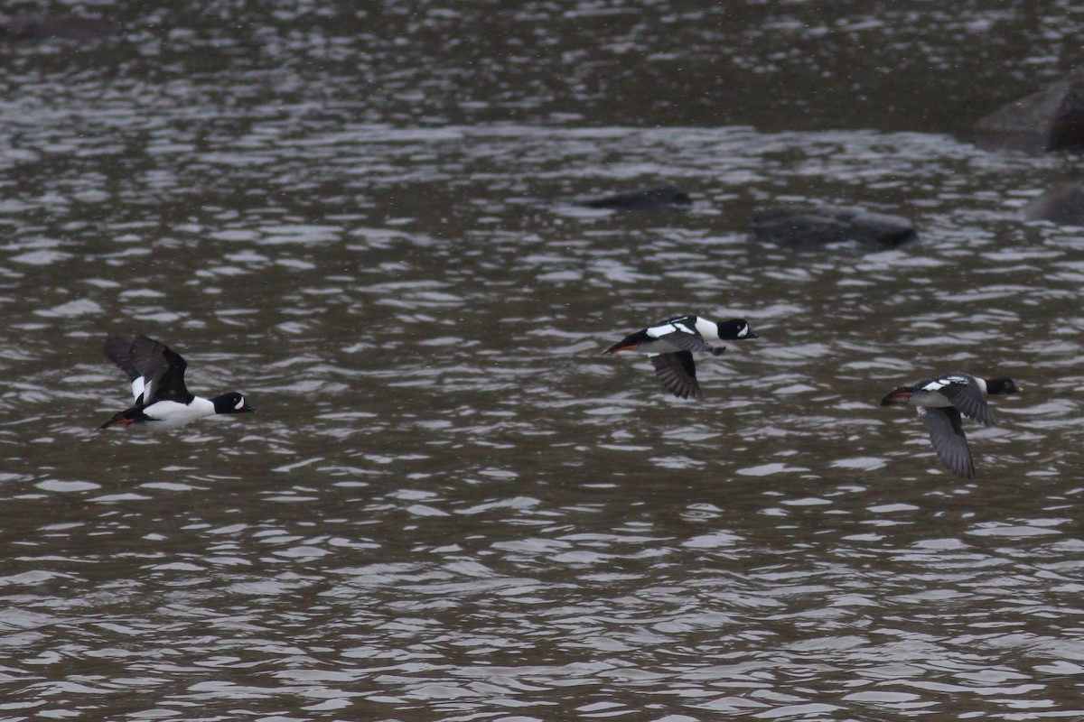 キタホオジロガモ - ML645123574