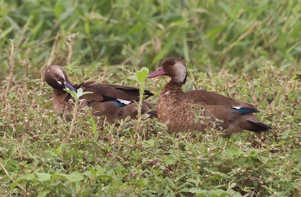 Brazilian Teal - ML645123584