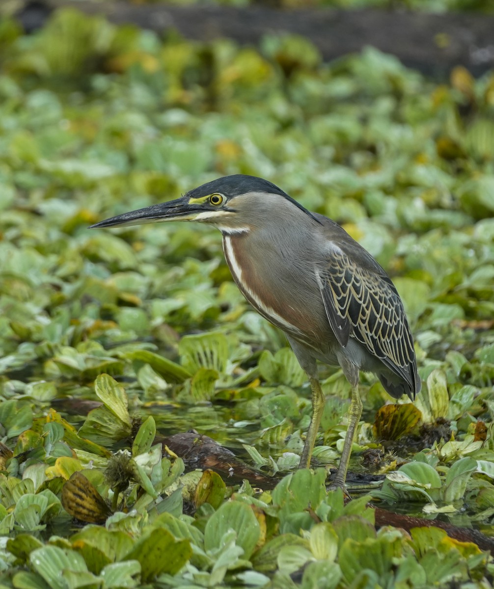 Striated Heron - ML645123612