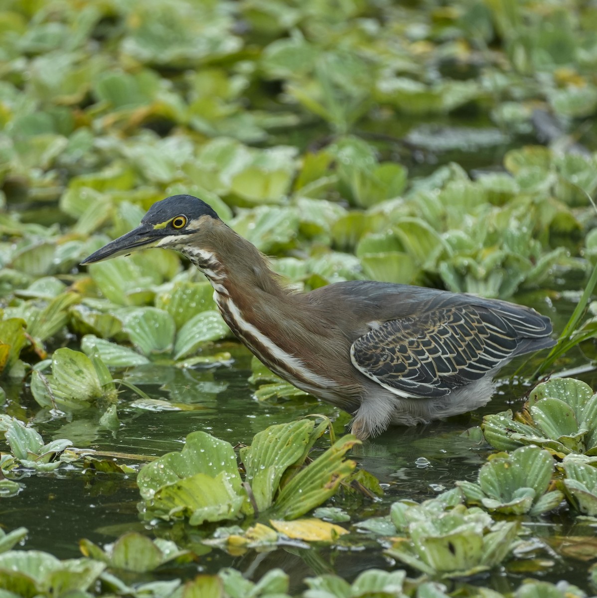 Striated Heron - ML645123613