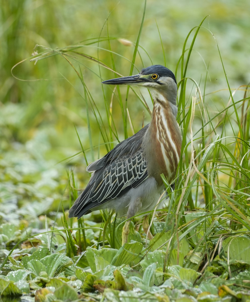 Striated Heron - ML645123614