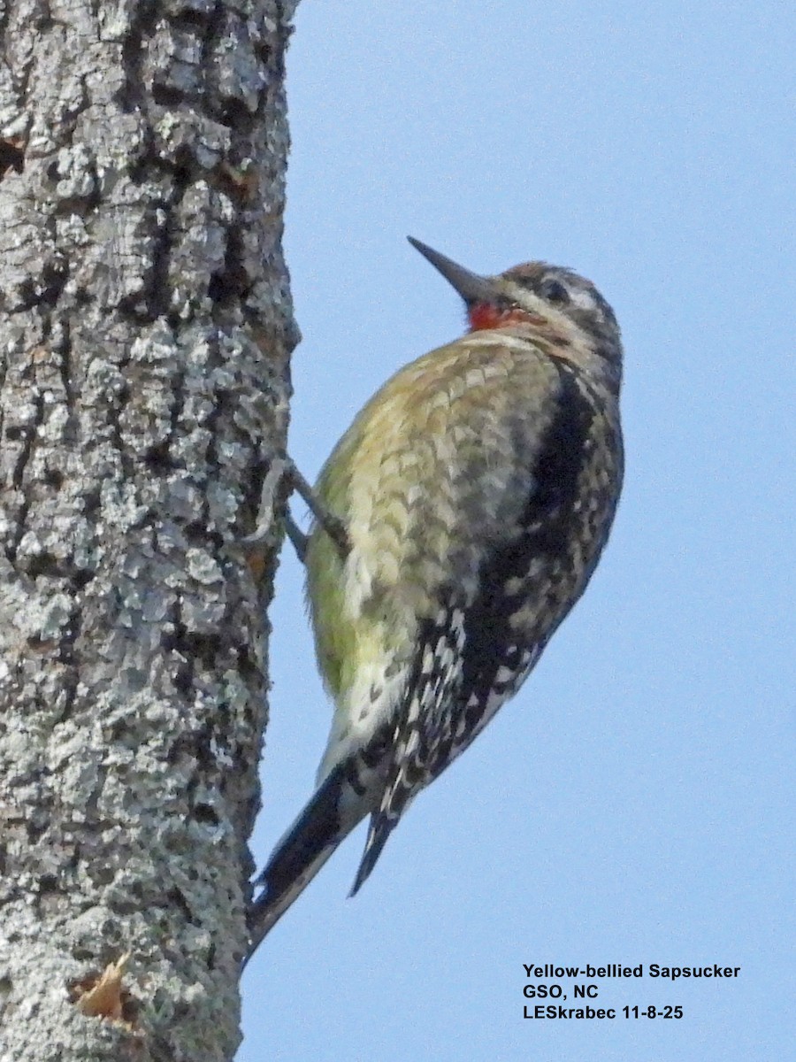 Yellow-bellied Sapsucker - ML645123618