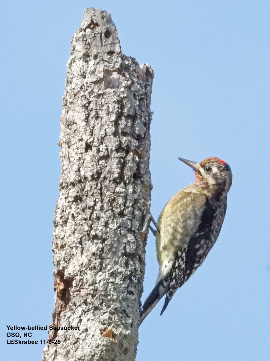 Yellow-bellied Sapsucker - ML645123619