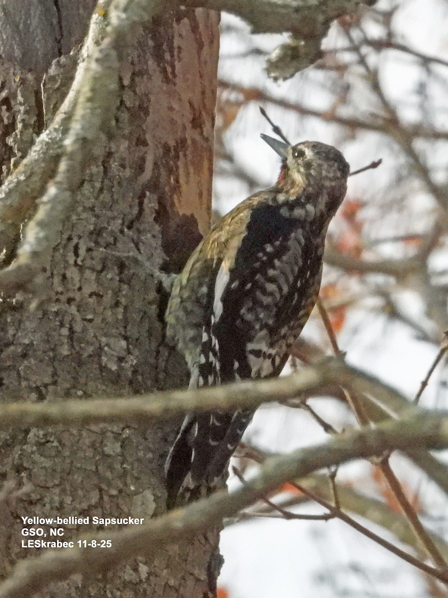 Yellow-bellied Sapsucker - ML645123620