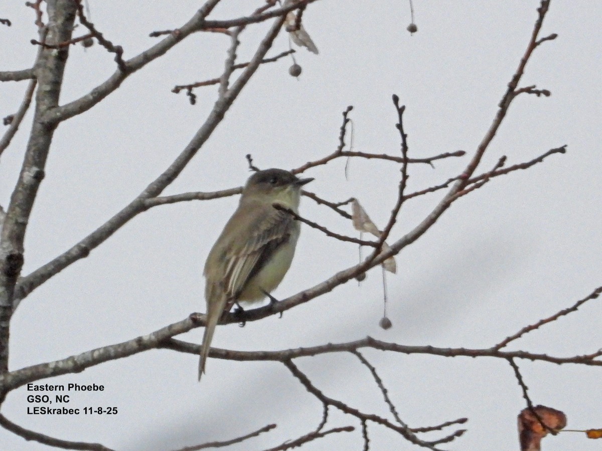 Eastern Phoebe - ML645123633