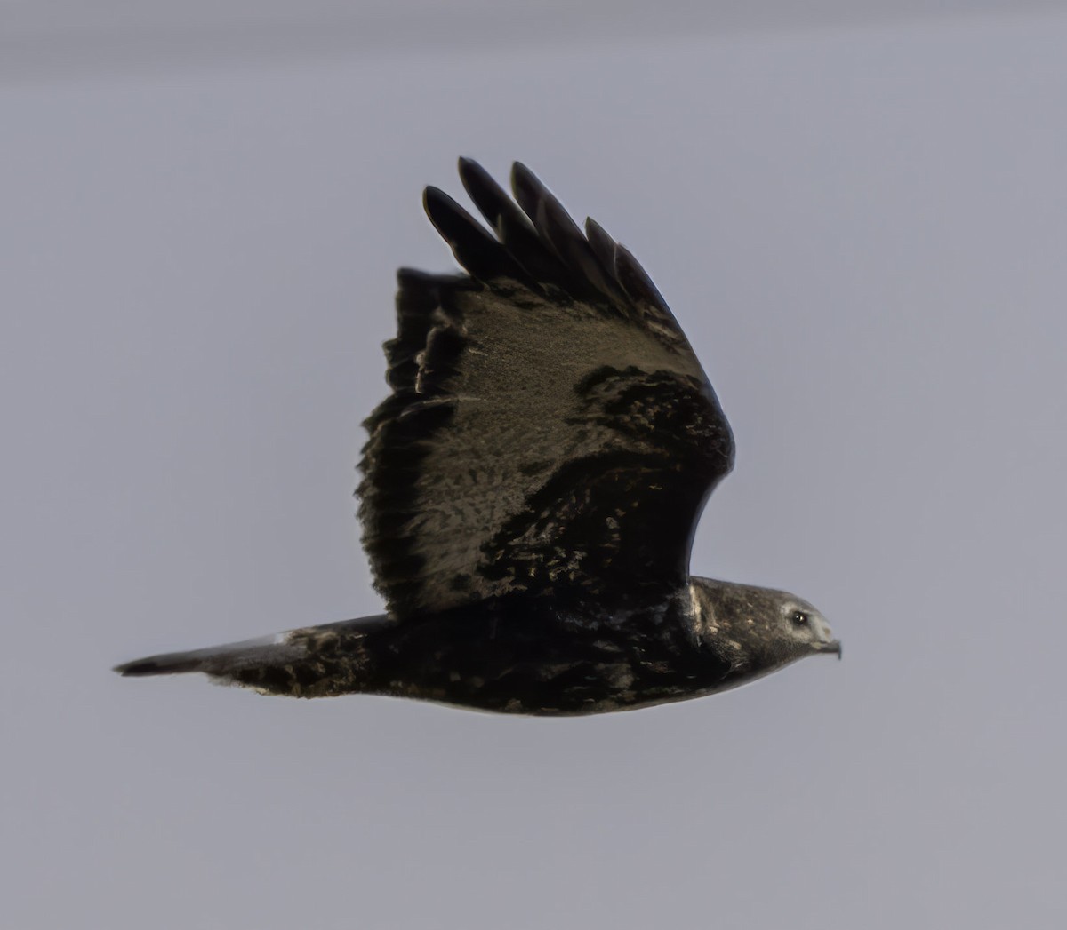 Red-tailed Hawk (Harlan's) - ML645123644