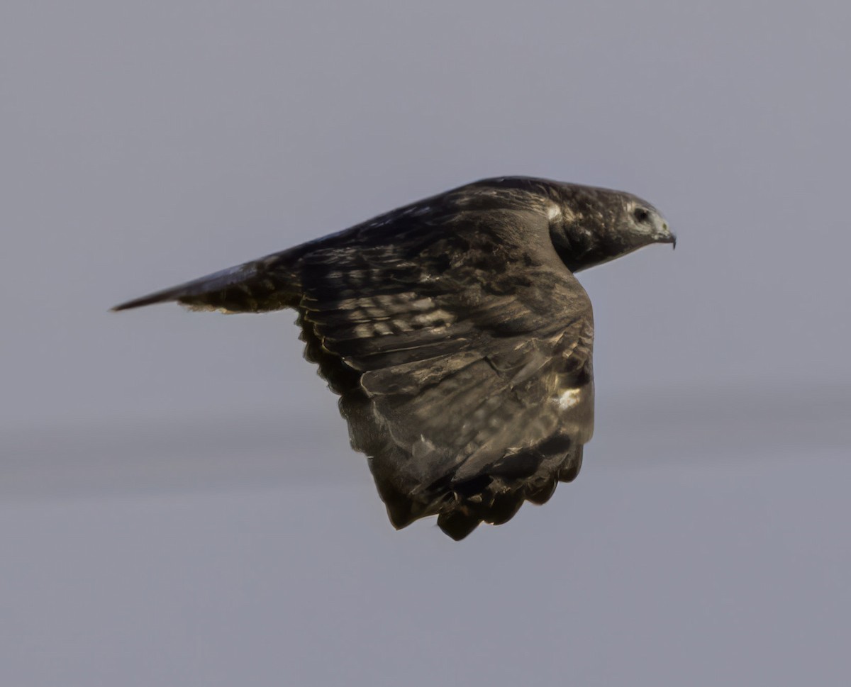 Red-tailed Hawk (Harlan's) - ML645123645