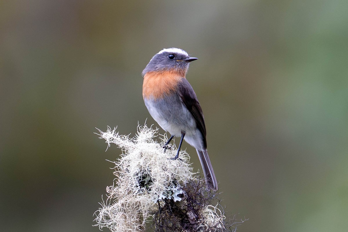 Rufous-breasted Chat-Tyrant - ML645123654