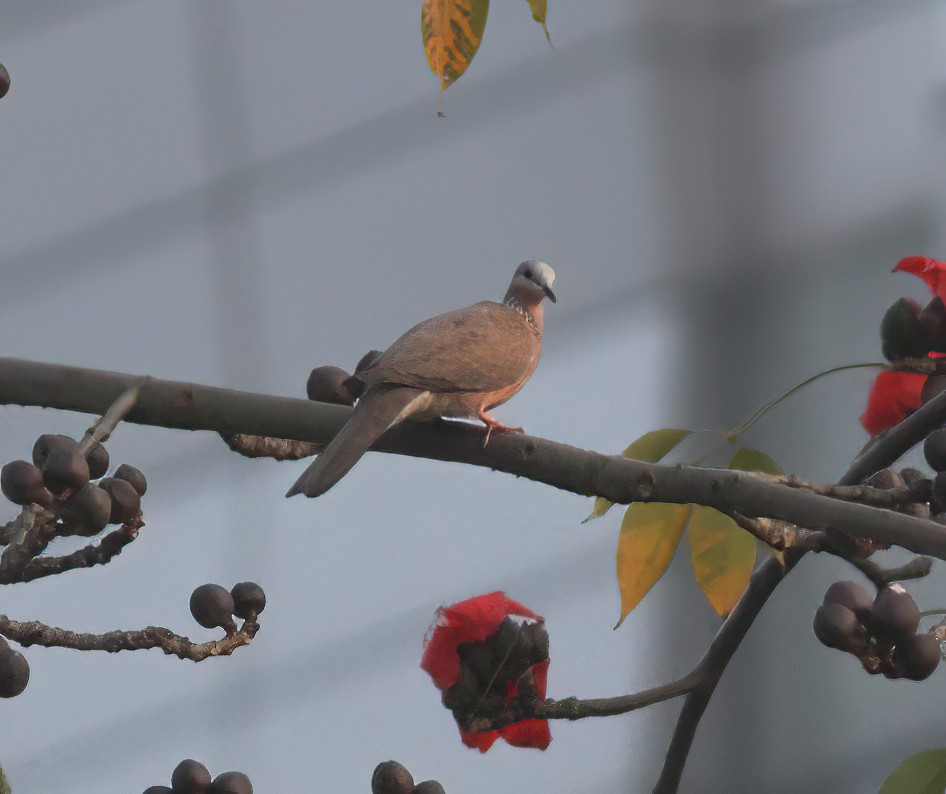 hrdlička kropenatá - ML645123655