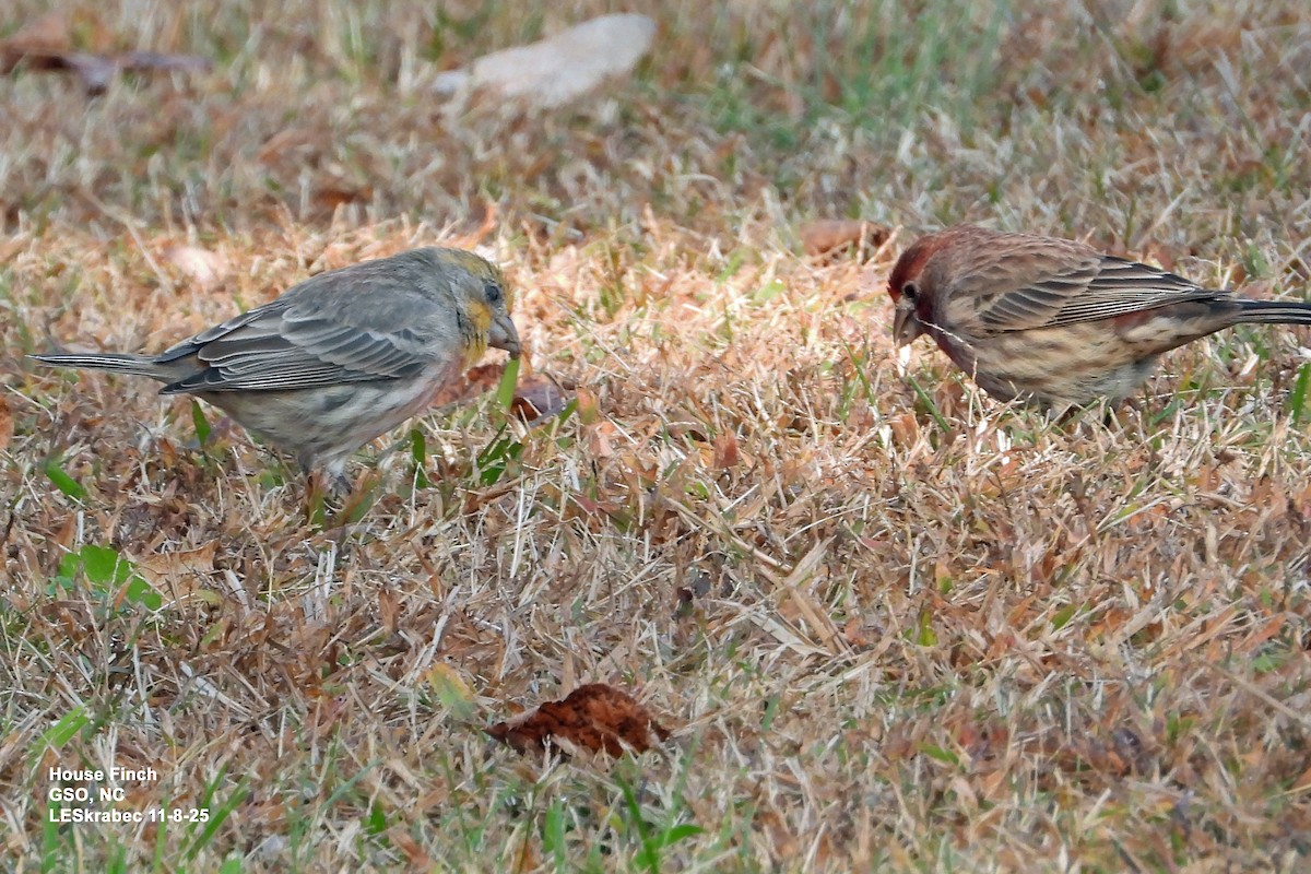 House Finch - ML645123656