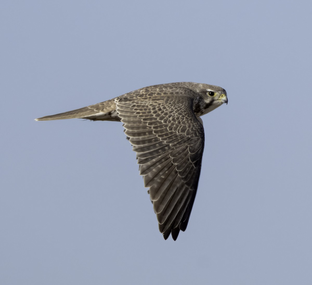 Prairie Falcon - ML645123657