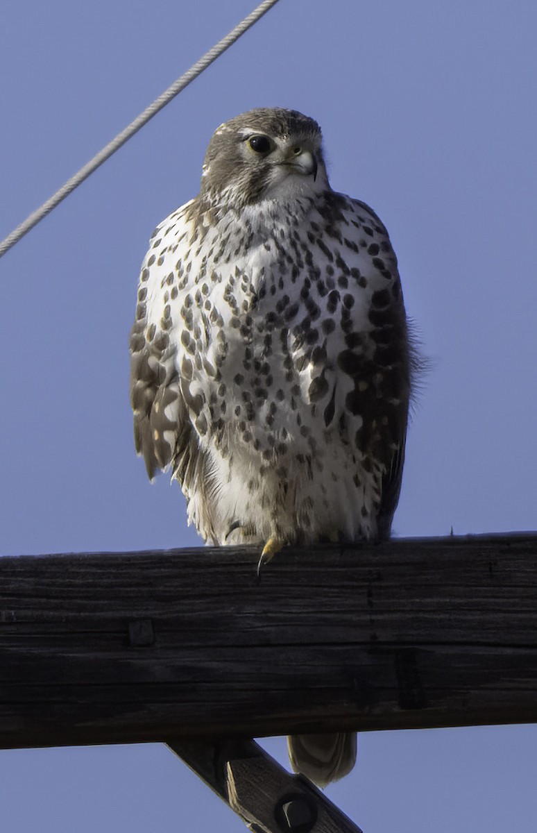 Prairie Falcon - ML645123658