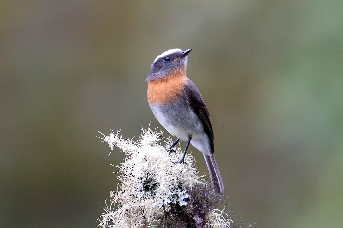 Rufous-breasted Chat-Tyrant - ML645123671
