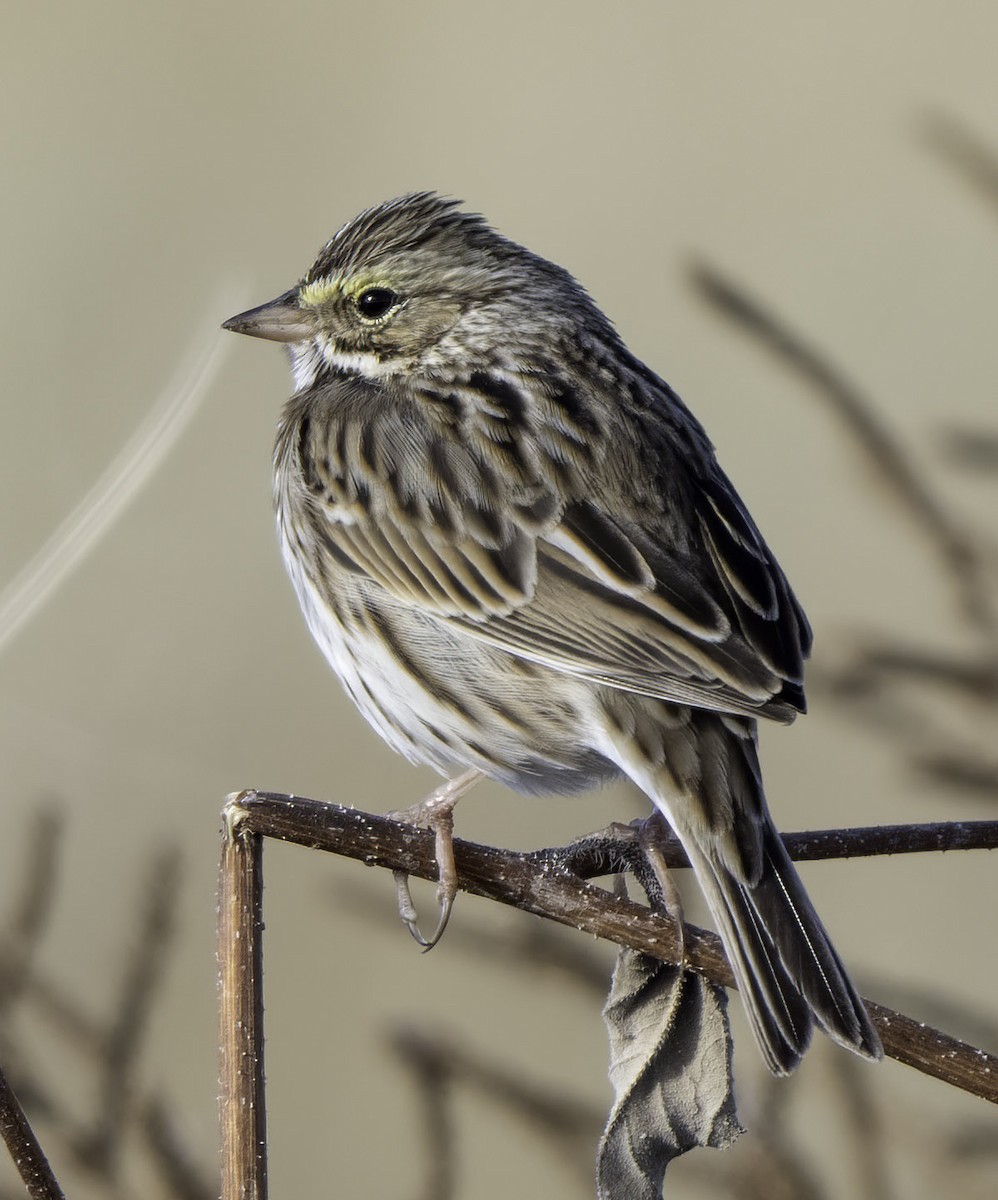 Savannah Sparrow - ML645123672