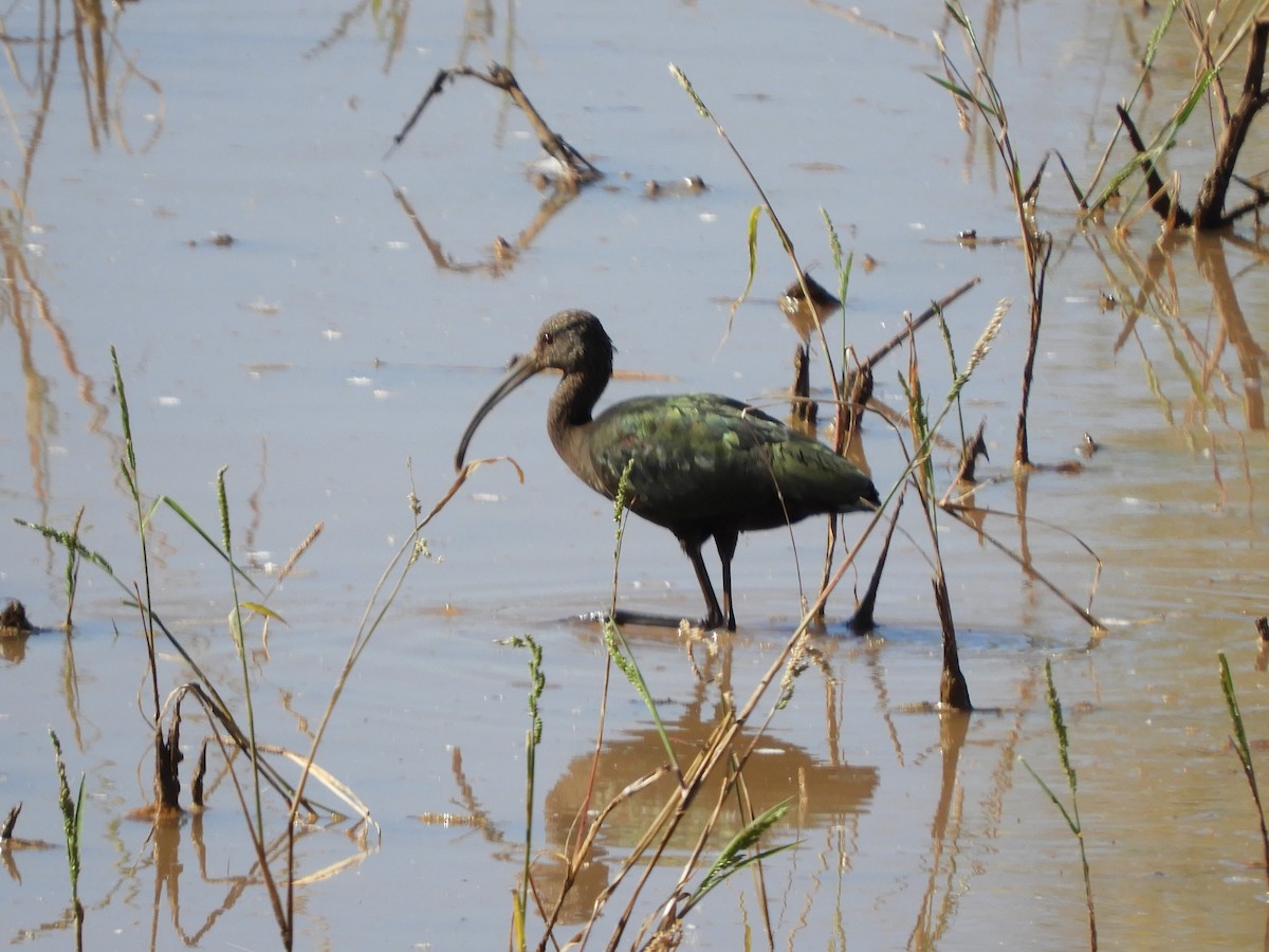 White-faced Ibis - ML645123705