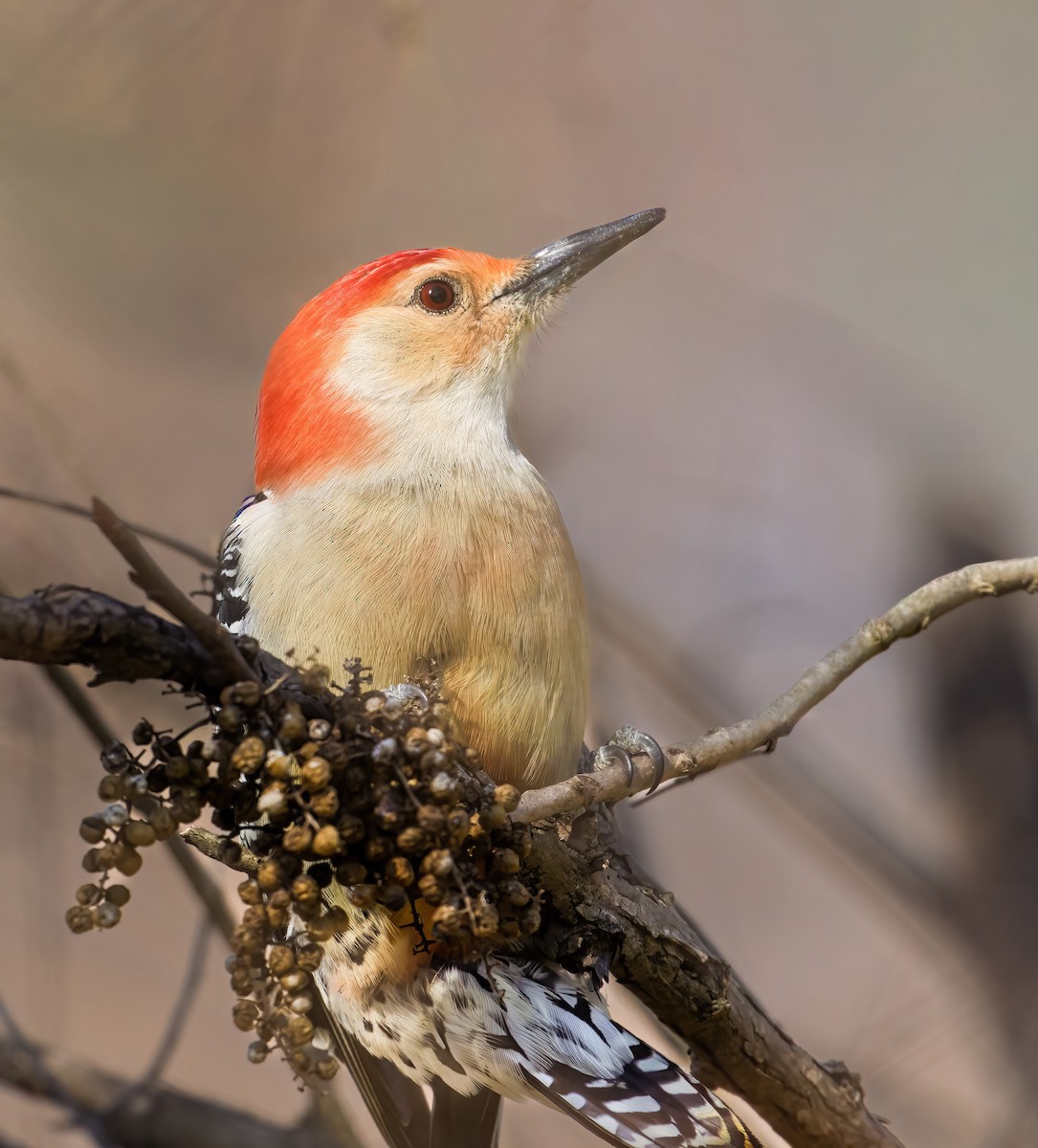 Carolinaspecht - ML645123710