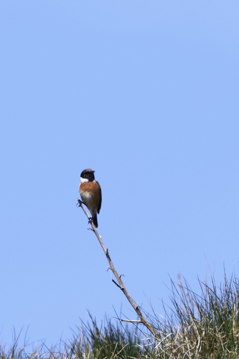 European Stonechat - ML645123713
