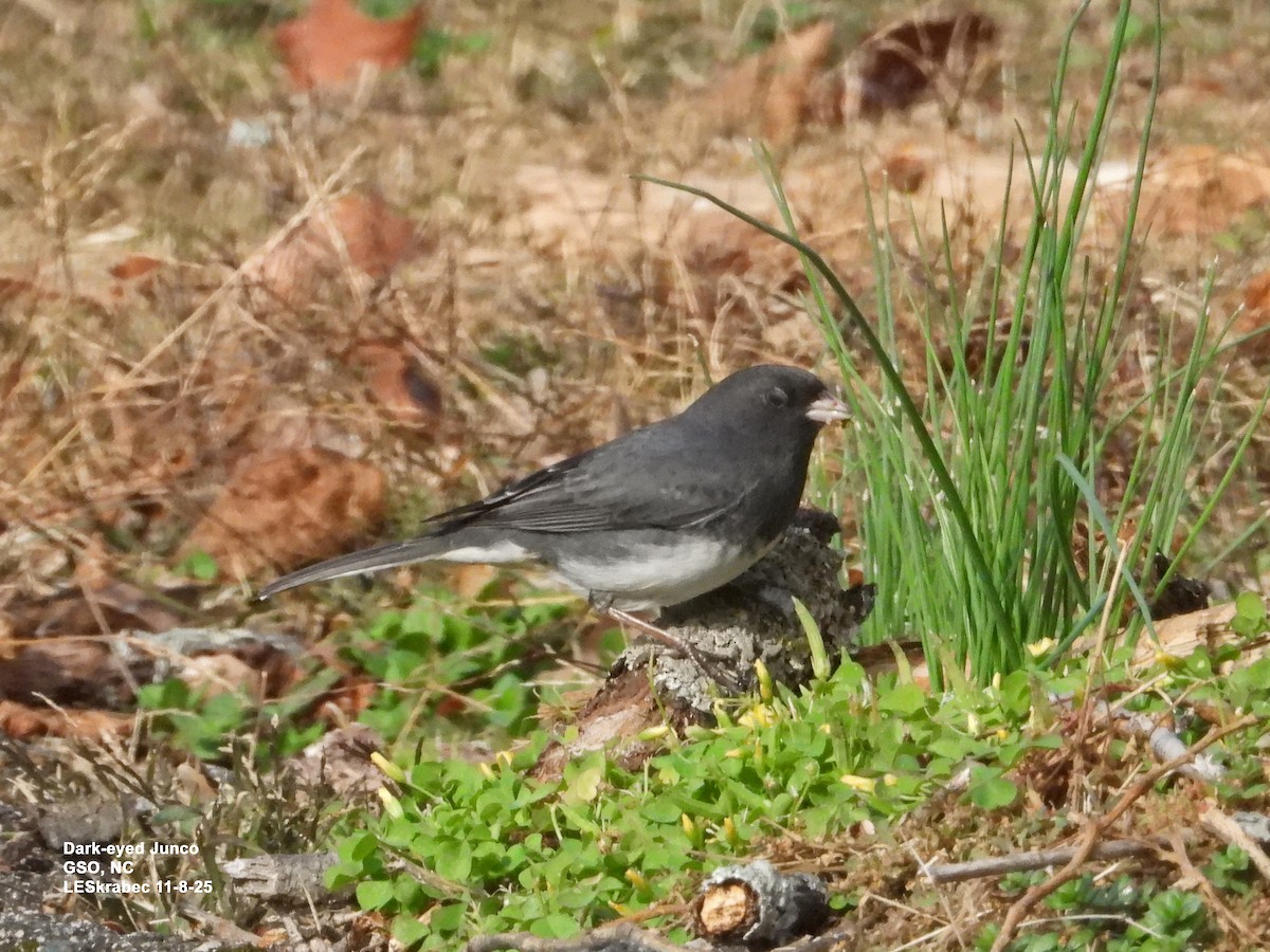 Dark-eyed Junco - ML645123716