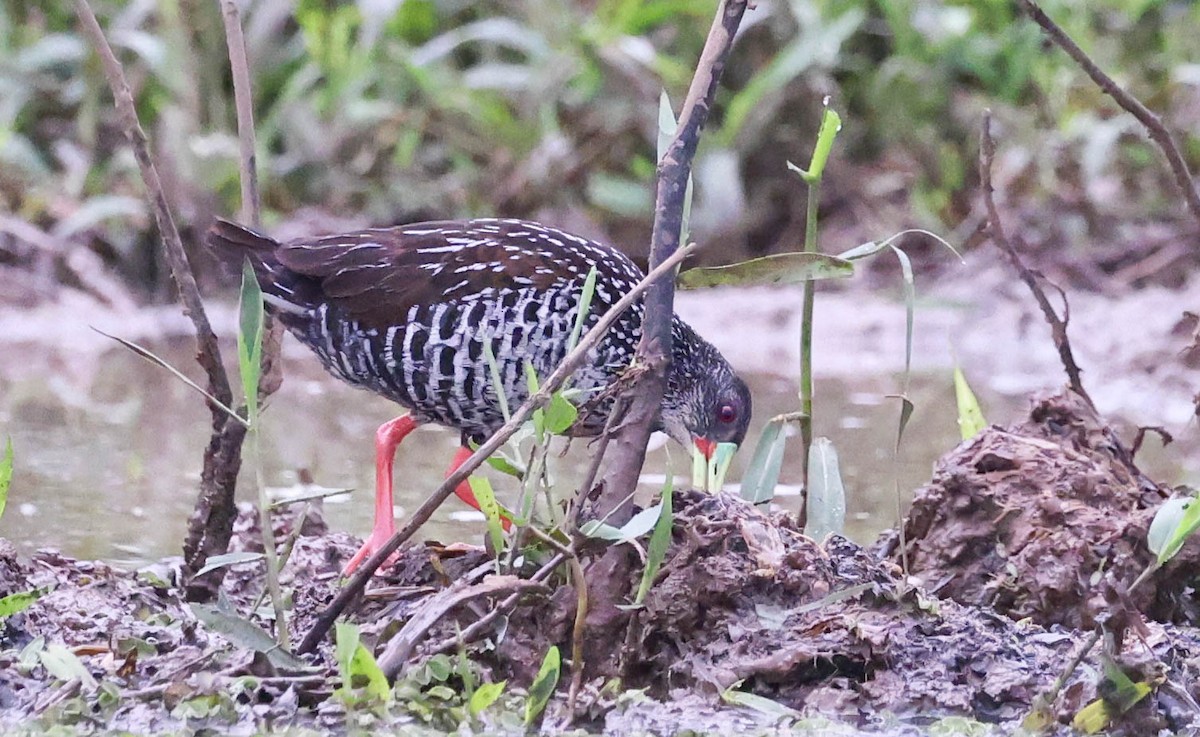 Spotted Rail - ML645123718